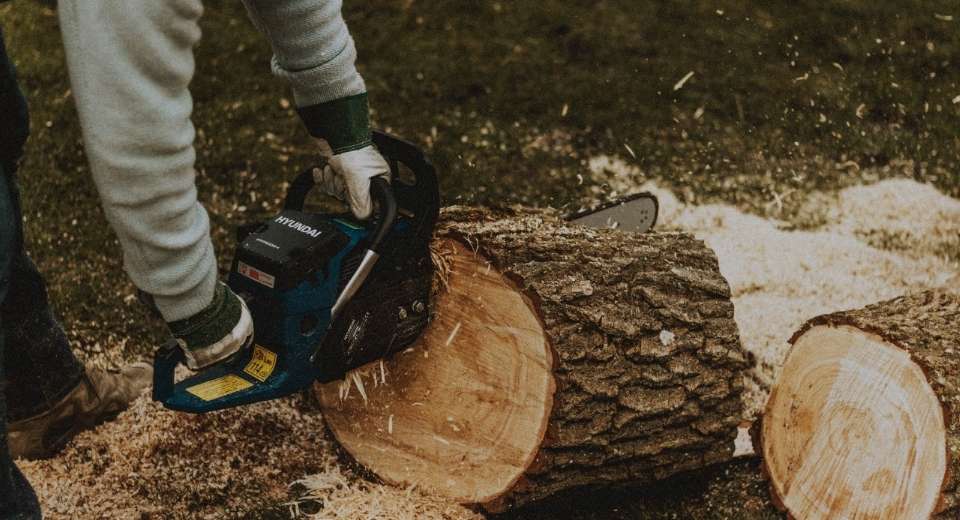 cheapest-time-of-year-for-tree-removal-all-you-need-to-know