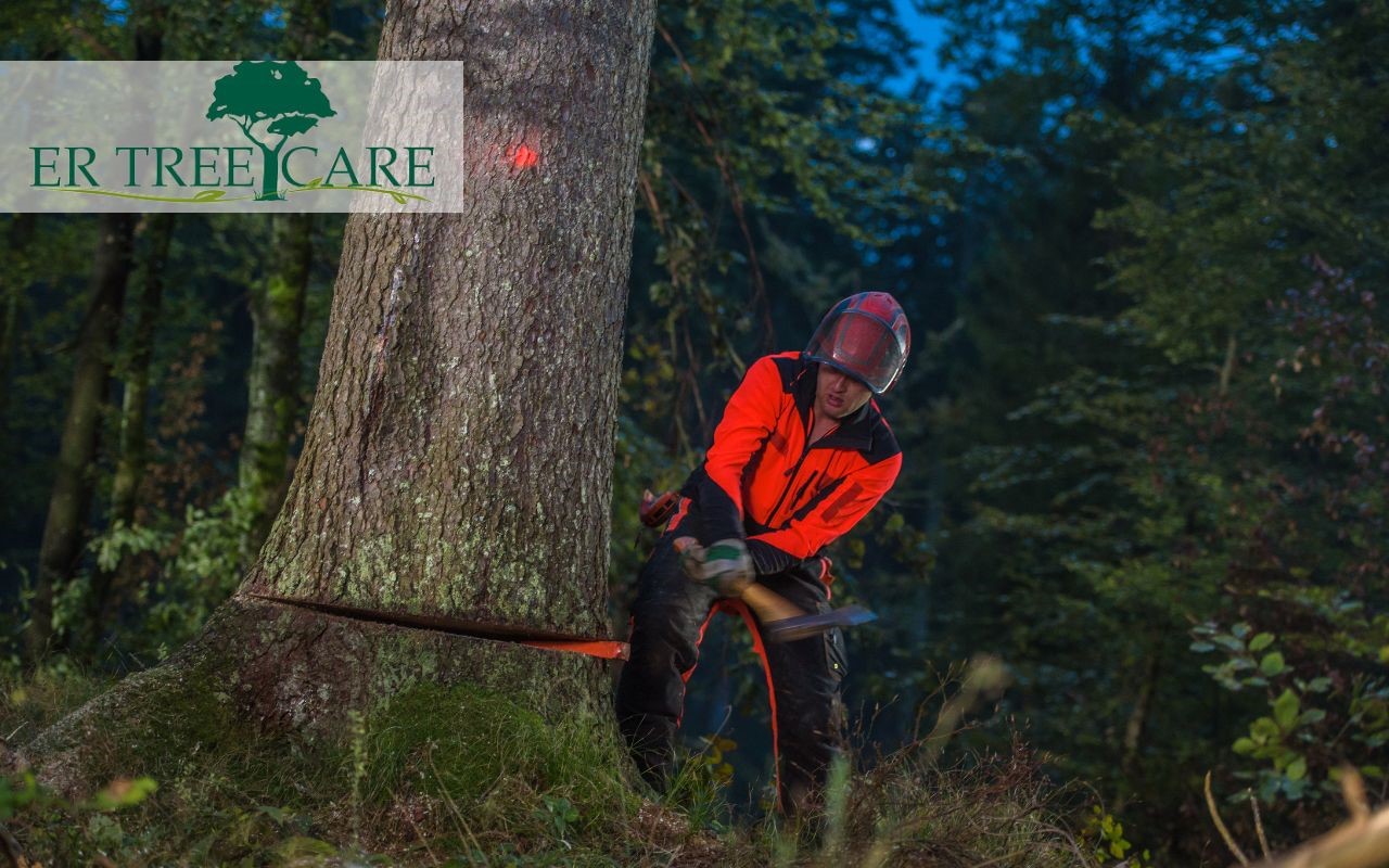 How to cut down a leaning tree Essential steps to follow