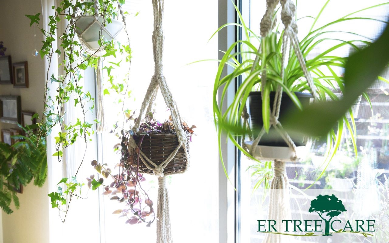 3 hanging plants that are easy to maintain