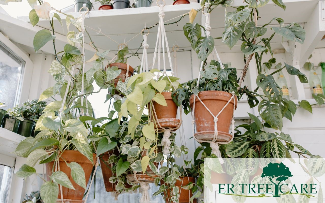 The Best Hanging Plants Ideas For A Perfect Space