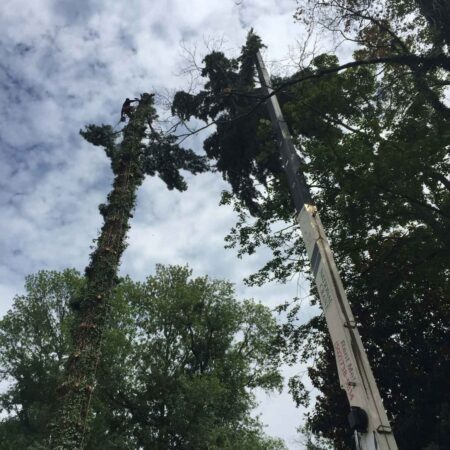 Tree Services