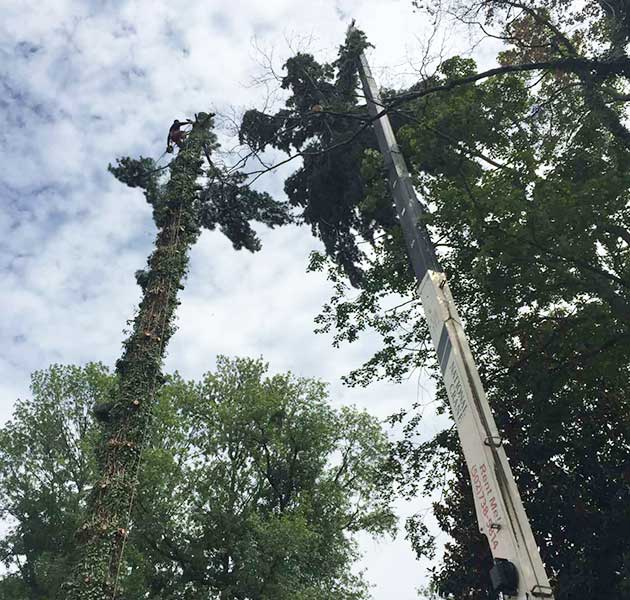 About ER Tree Care