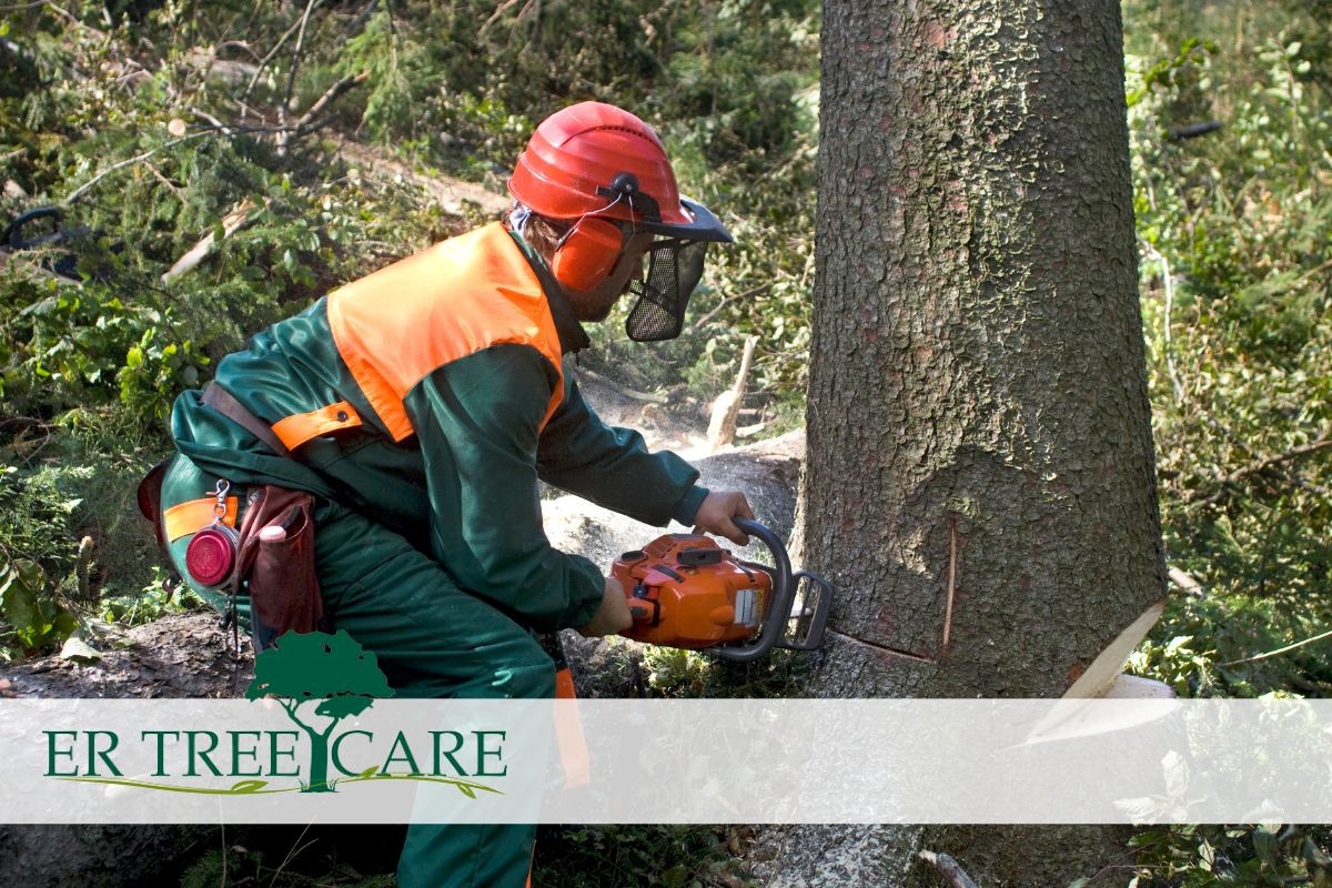 Hire-a-certified-tree-company