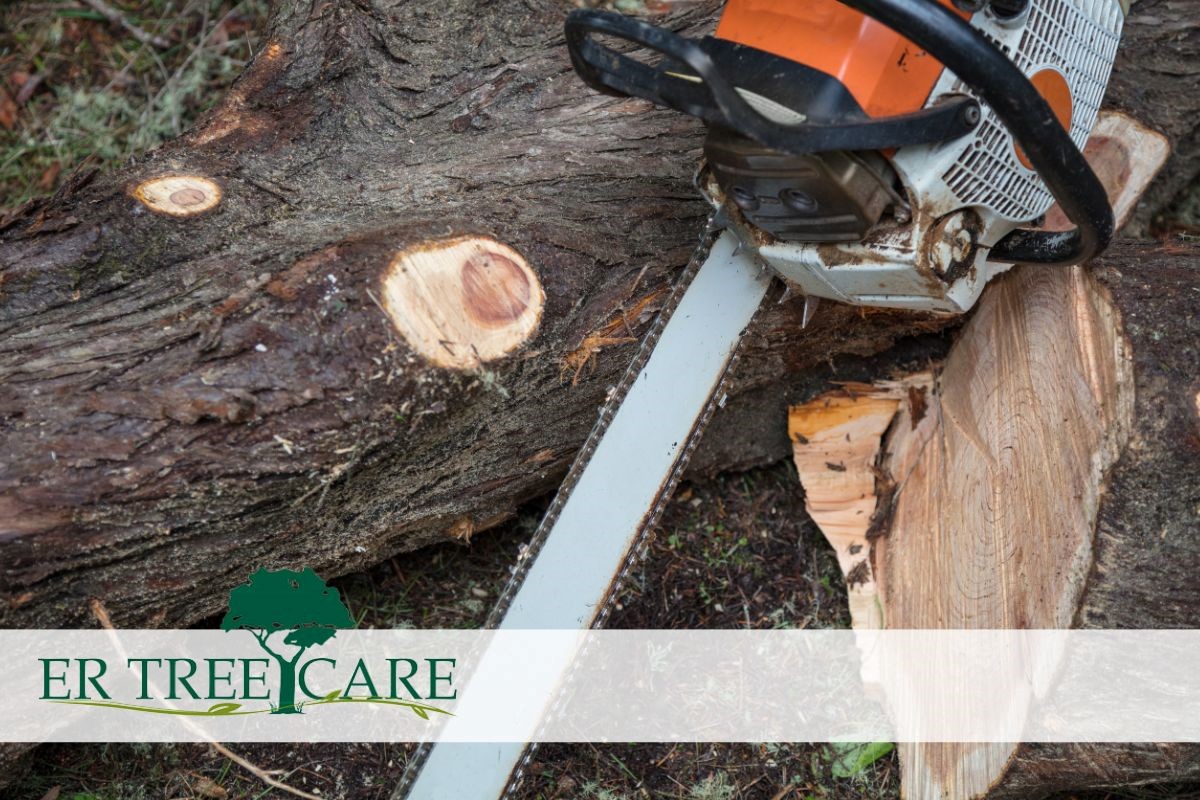 Discover the best tree removal tools