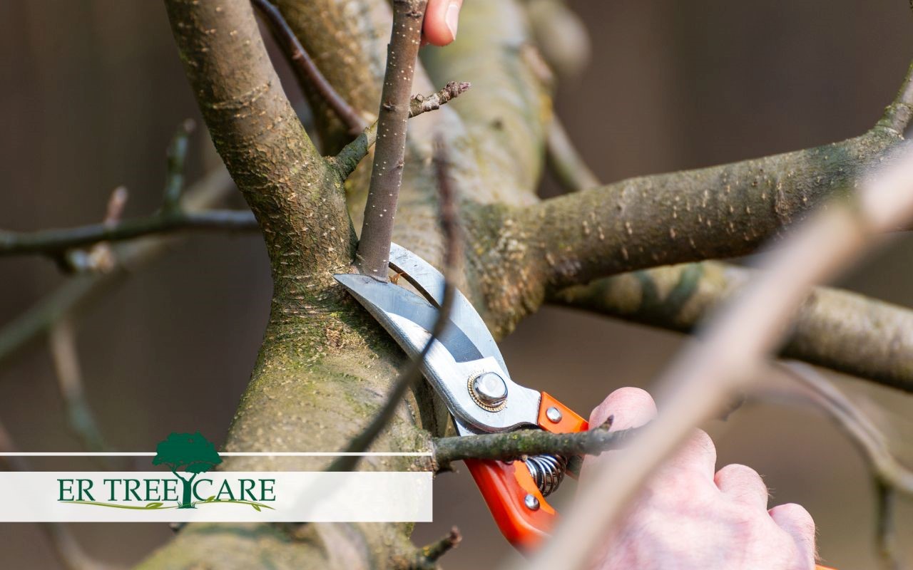 Discover how to keep your trees healthy and green!