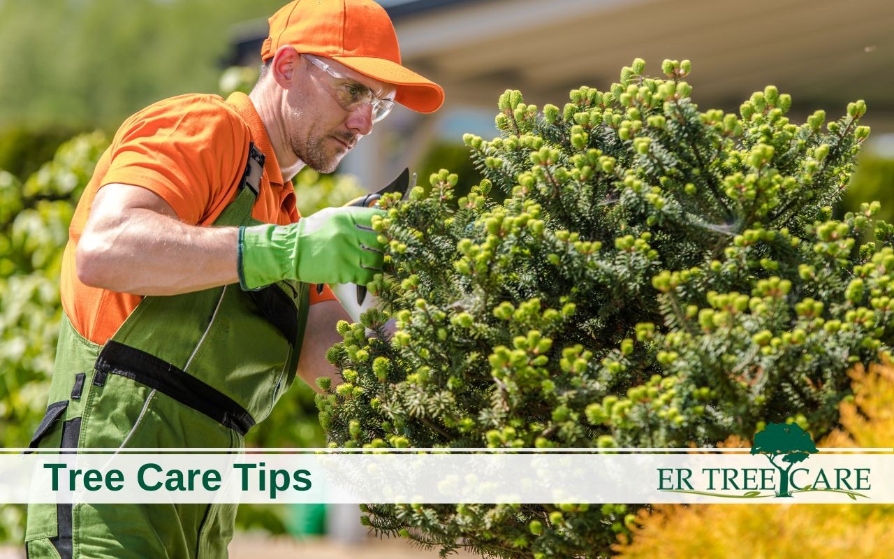 Read the best tree care tips guide!