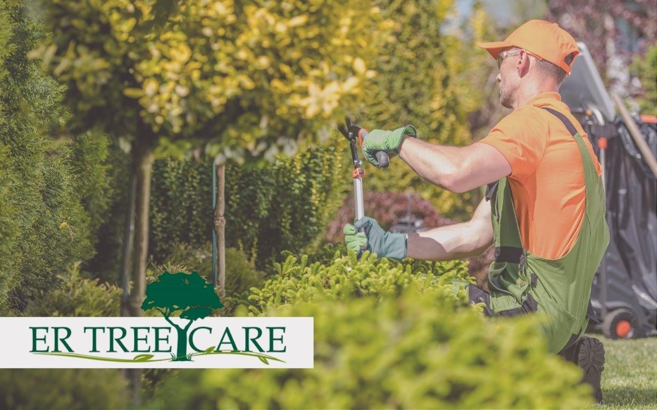 Work with a professional company to keep your tree in perfect conditions