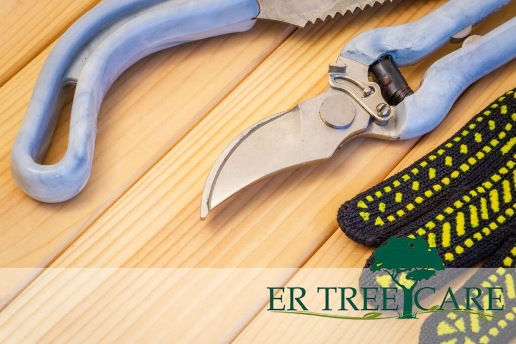 What Tool To Use To Trim Trees Safely and Effectively