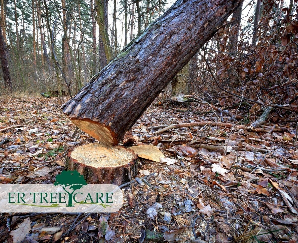 Learn on how to cut your tree like a professional