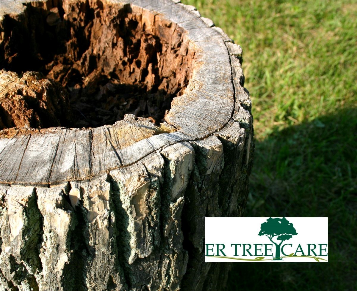 Safe stump removal needs planning. Learn for smooth gardening opportunities!