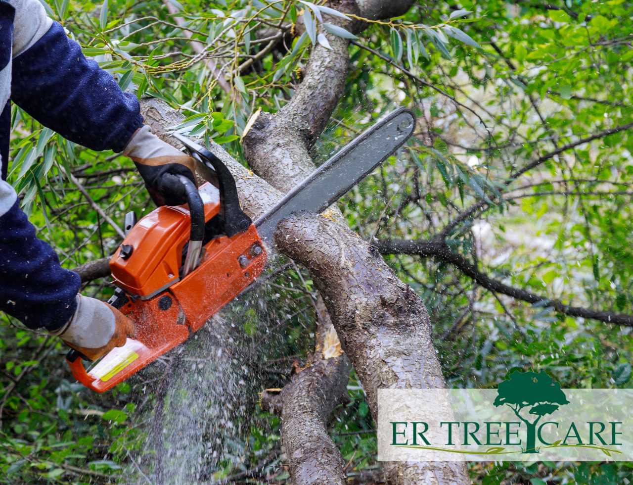 Let's explore the key factors influencing the best time to trim a tree