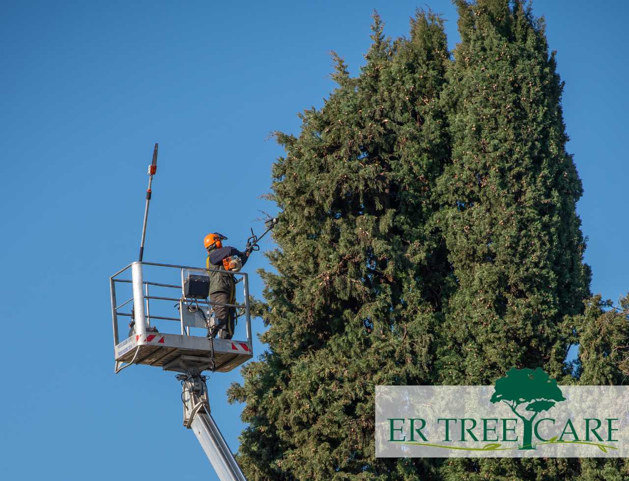 Professional tree company working in a tree project