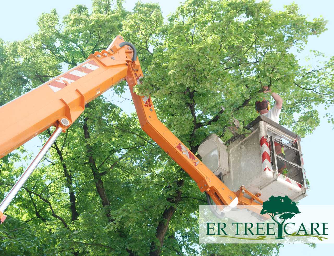 Professional Tree Trimming at your Property