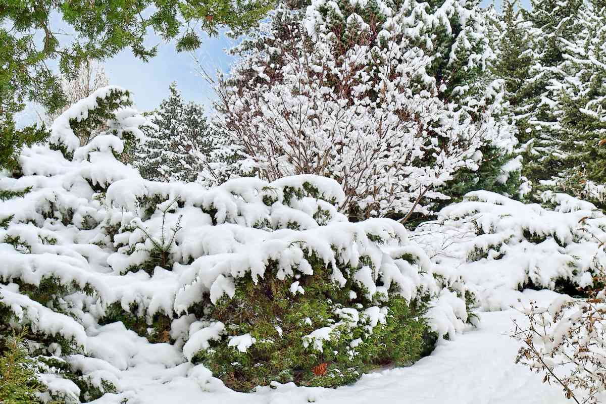 Preparing Your Garden for Winter: A Quick Guide