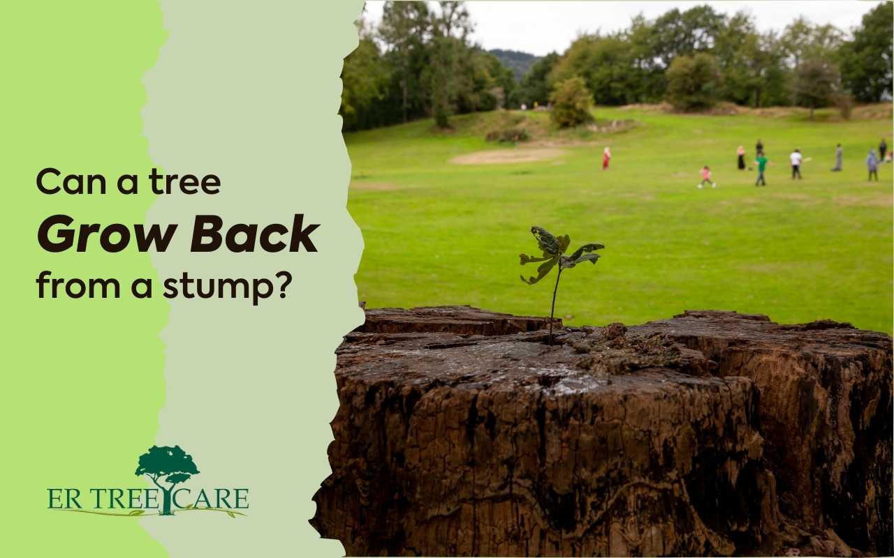 Can a Tree Grow Back From a Stump