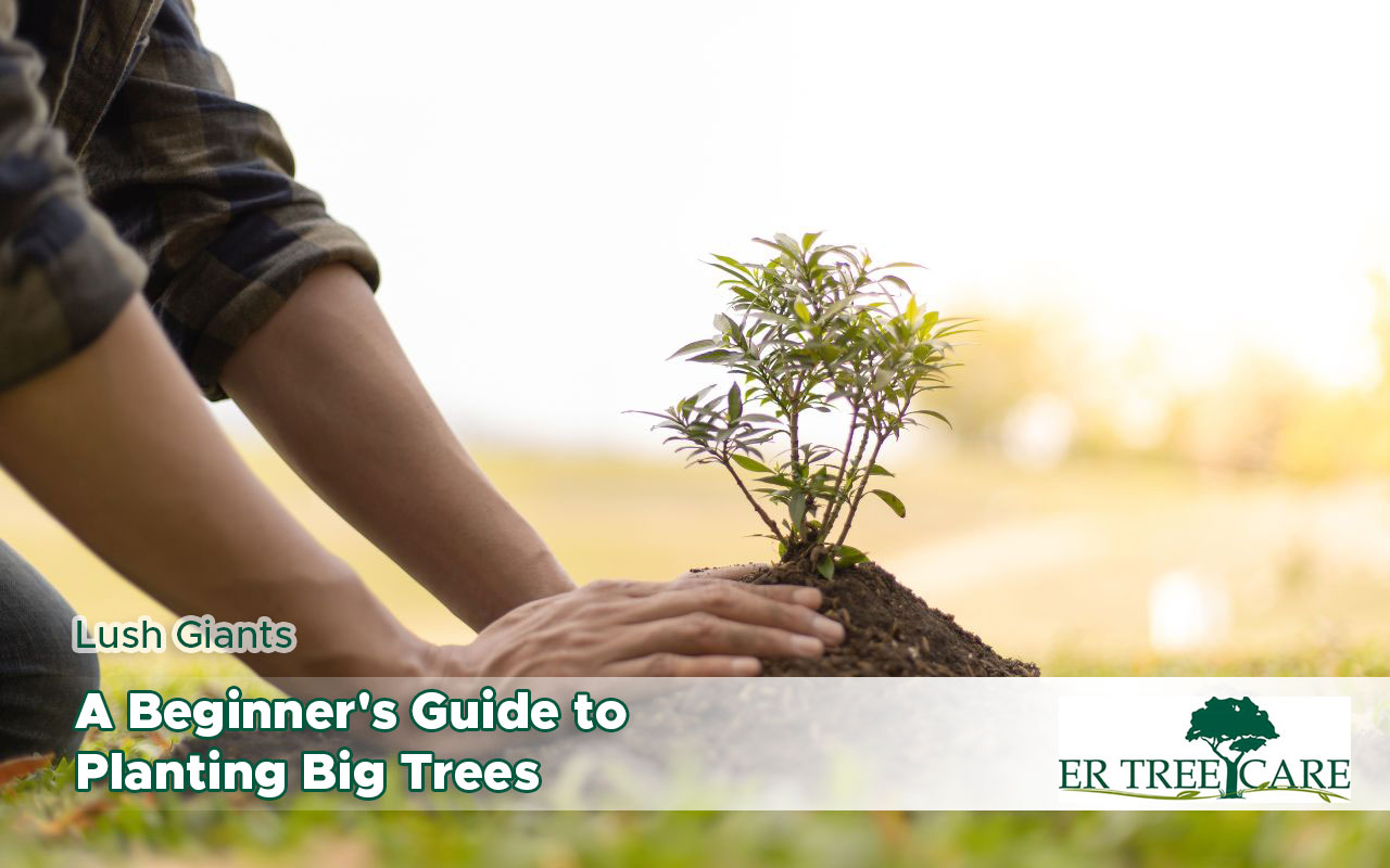 Planting Big Trees