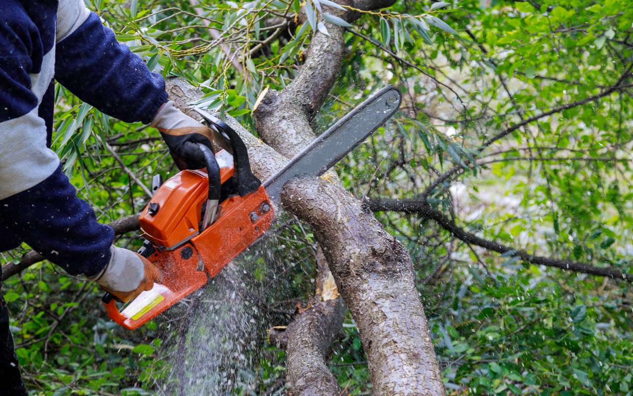 How to Cut Down a Small Tree: A Step-by-Step Guide