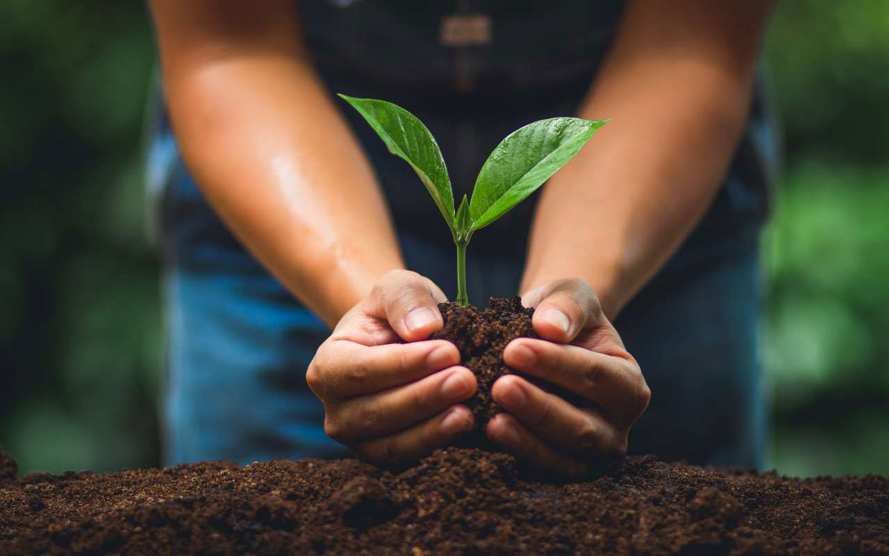 How to plant trees correctly