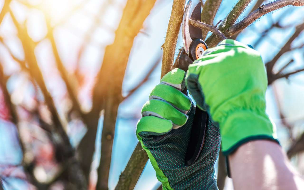 Performing fall maintenance to prepare trees for winter