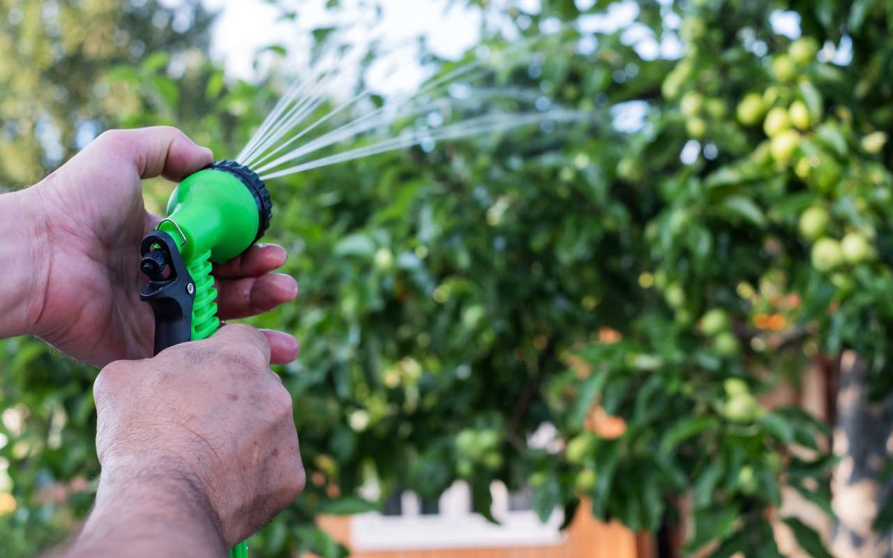 Watering trees during the summer to maintain health