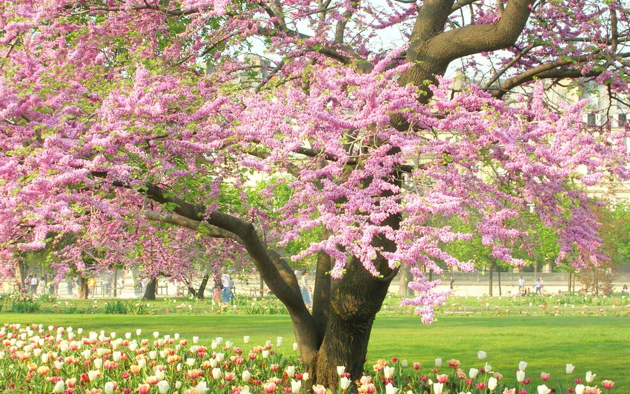 Blossoming trees in spring receiving professional tree care