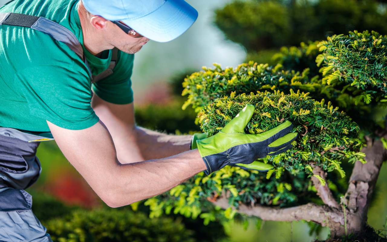 Tree care tips for maintaining a healthy and attractive yard.