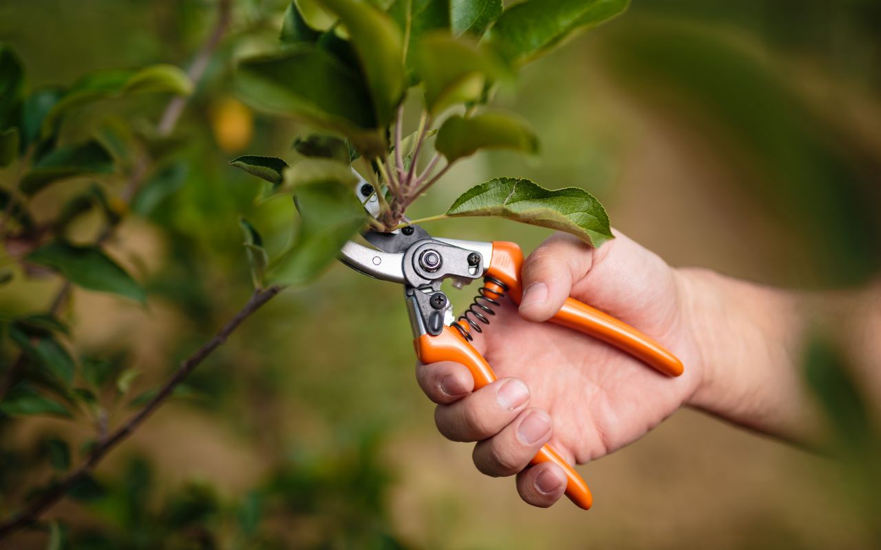 Best tree pruning practices in Louisville for healthy growth.