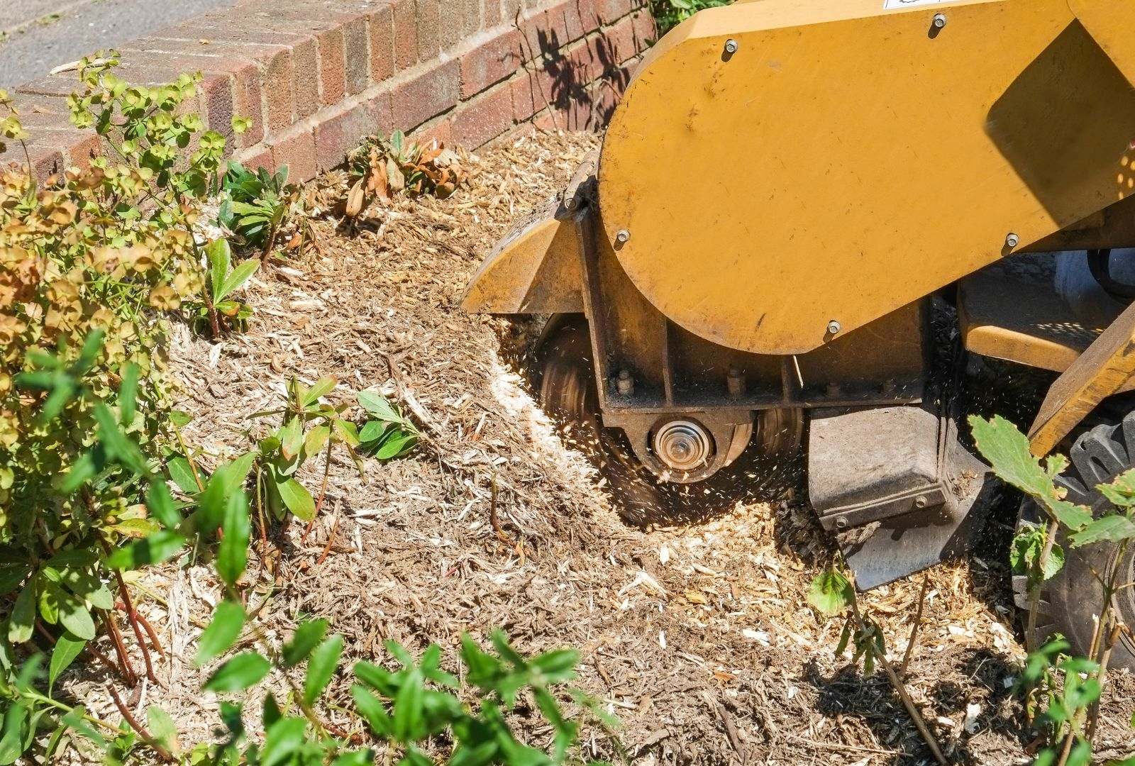 Essential stump removal tips for a cleaner yard in Louisville