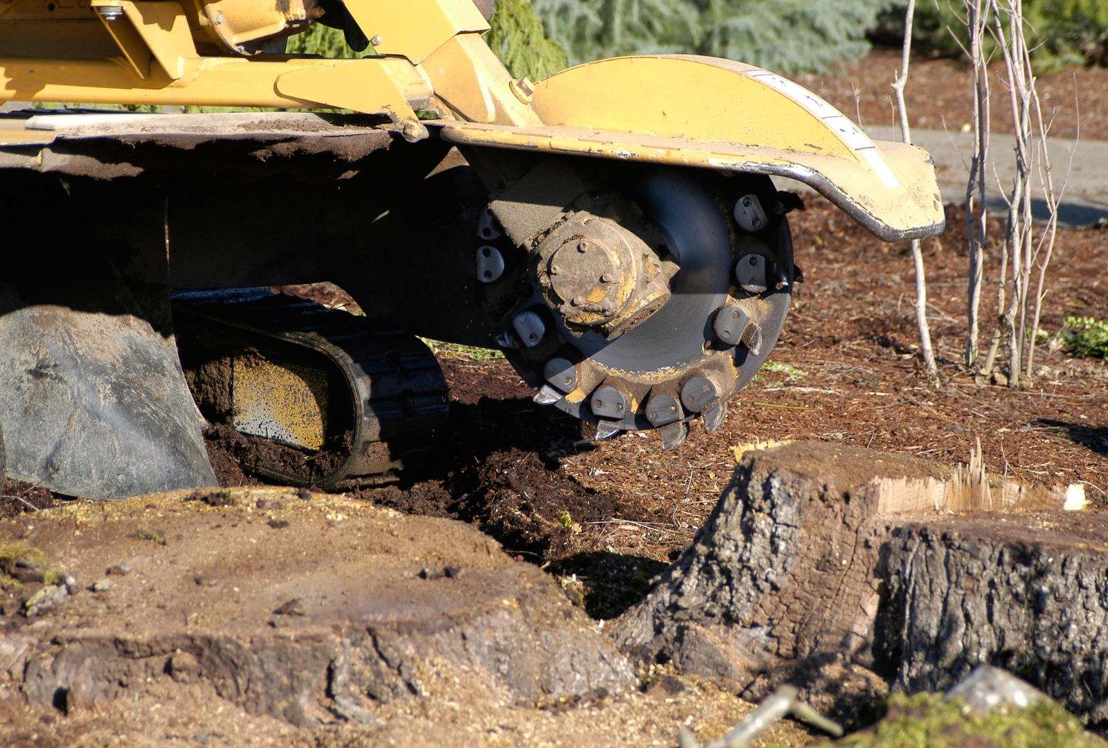 Professional stump grinding service in Louisville for safer outdoor