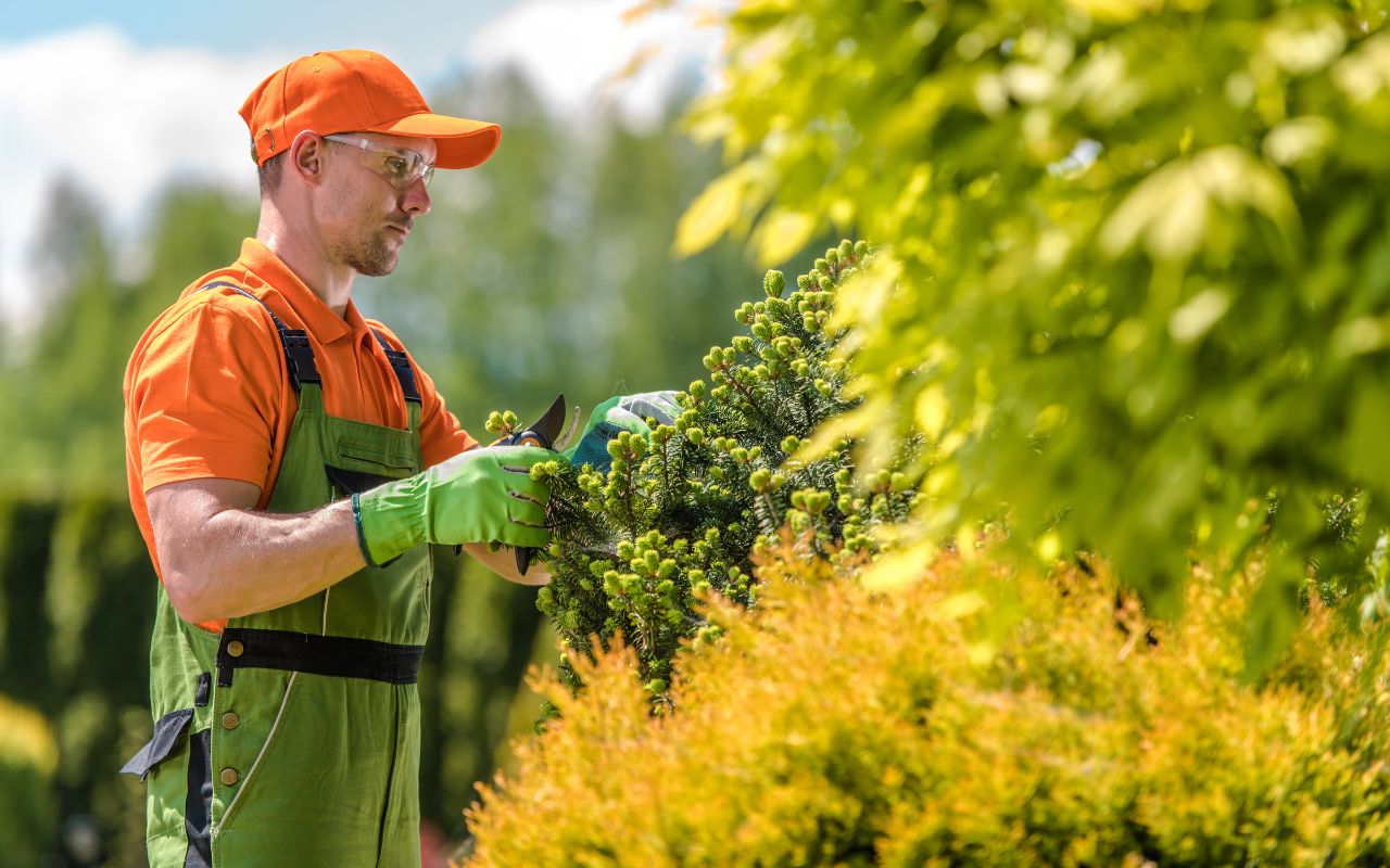 Professional tree care services in Louisville for safe pruning.