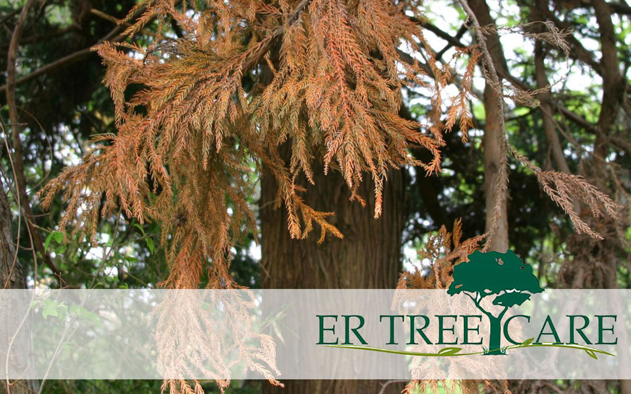 Signs of a dying tree, including brittle branches and peeling bark.