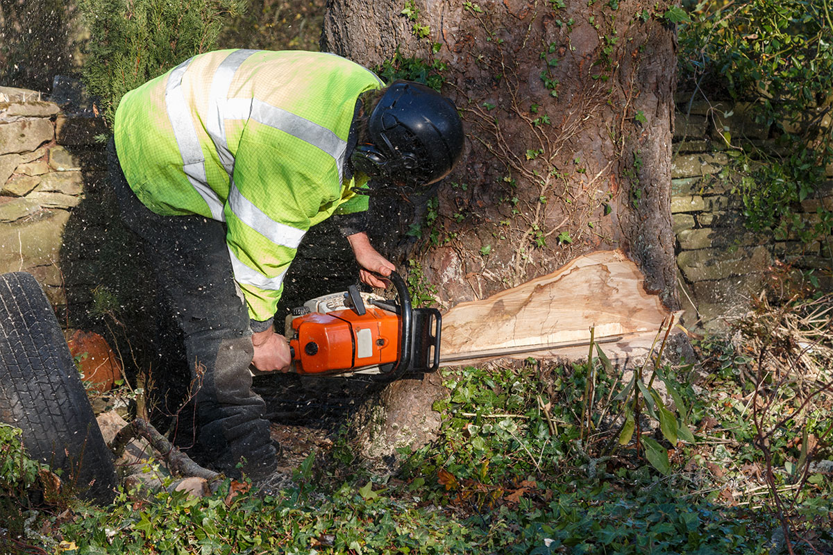 Tree removal cost breakdown for homeowners in need of tree removal services.