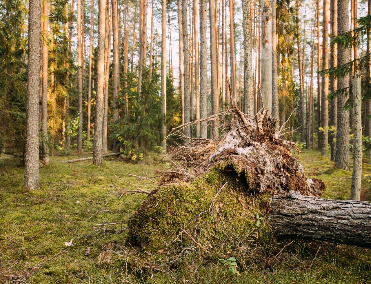 Dead tree with leaning trunk, a sign it may need removal.