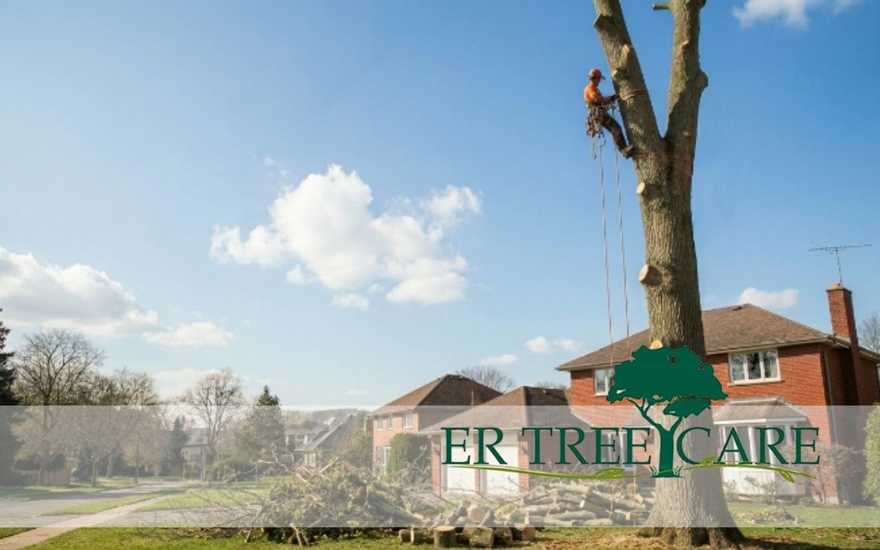 Crew handling large tree removal near house in Louisville KY safely