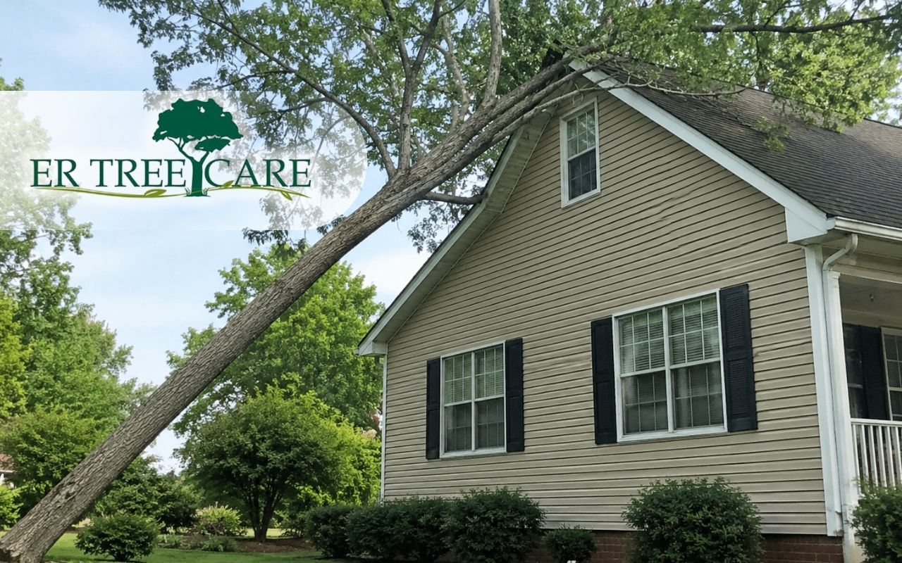 Tree leaning toward house with visible safety risk