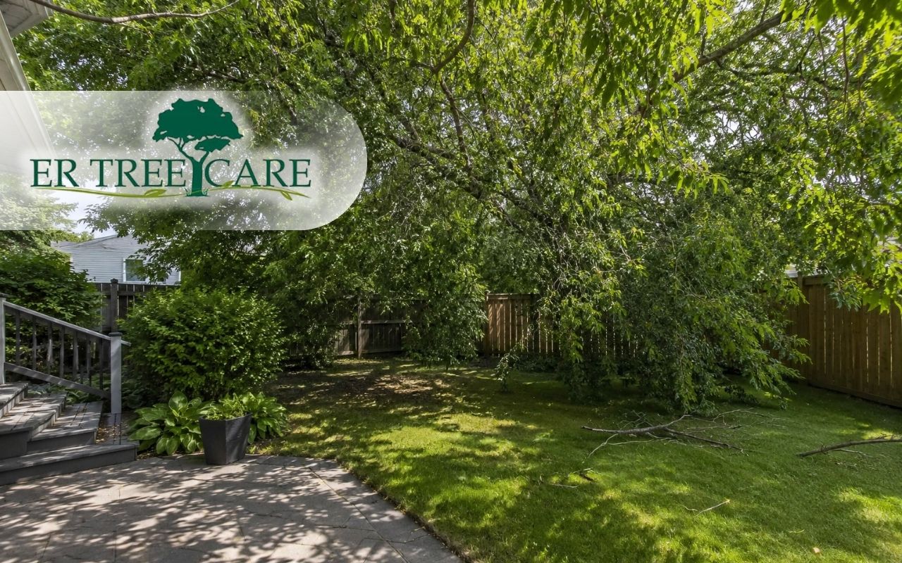 Overgrown tree problems affecting backyard safety and sunlight