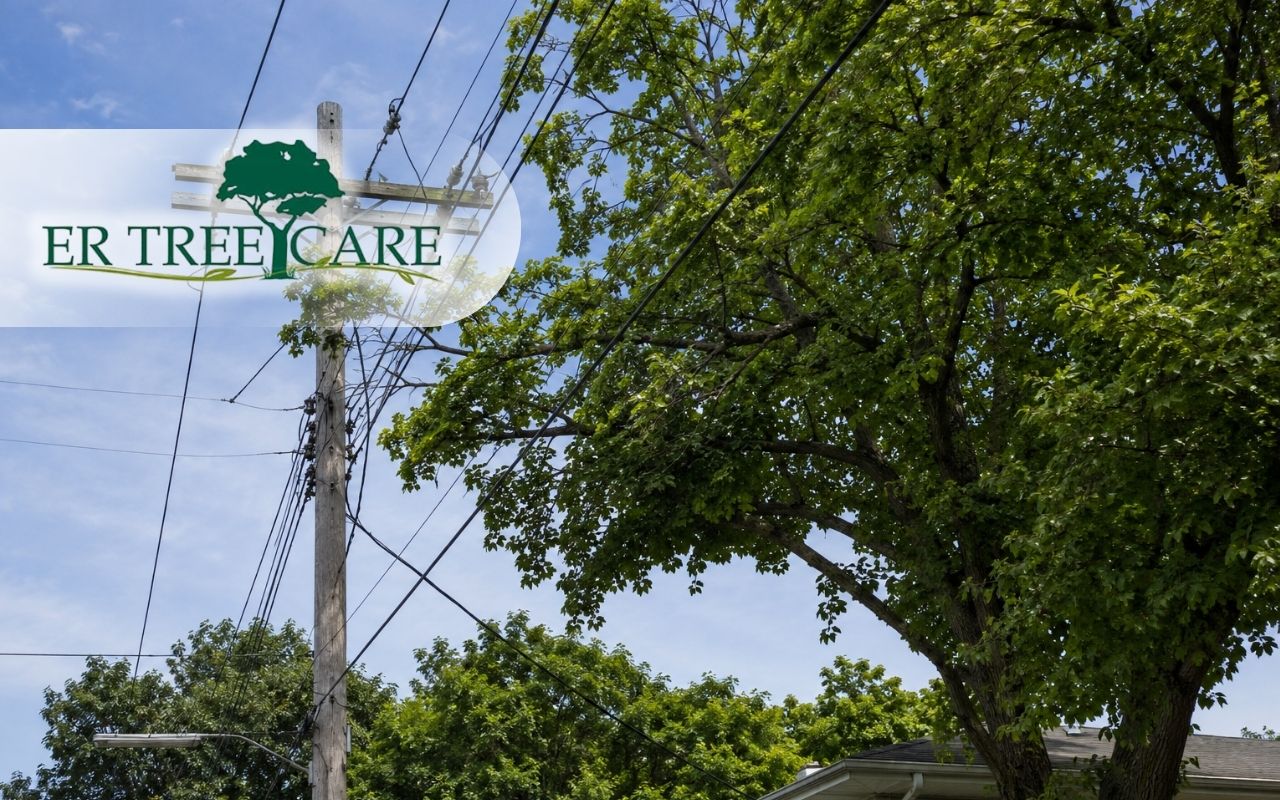 Trees growing near power lines showing why safe trimming matters
