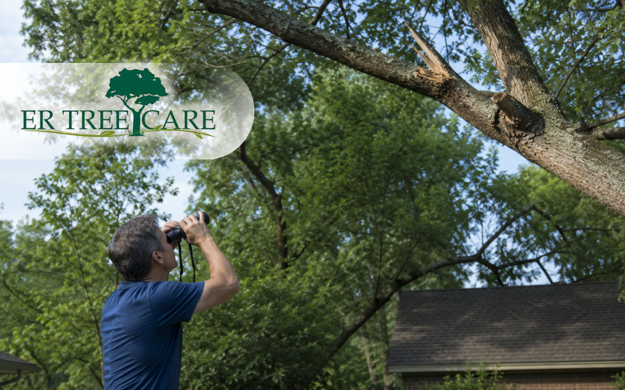 Homeowner checking a tree before tree limb removal