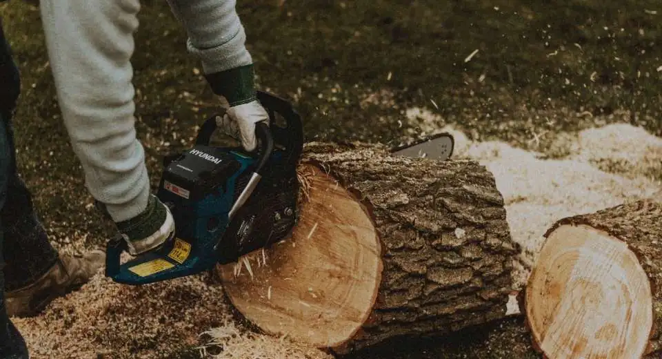 the cheapest time of year for tree removal